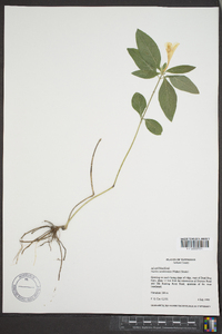 Ruellia caroliniensis image