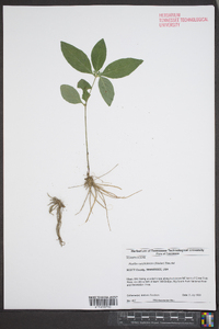 Ruellia caroliniensis image