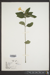 Ruellia caroliniensis image