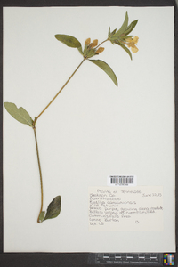 Ruellia caroliniensis image