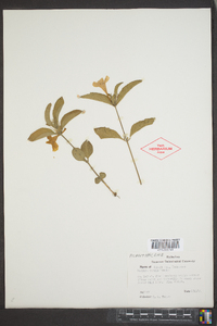 Ruellia caroliniensis image