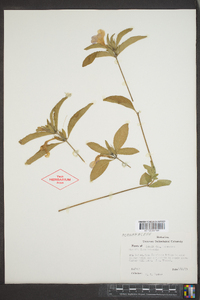 Ruellia caroliniensis image