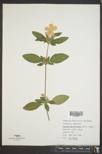 Ruellia caroliniensis image