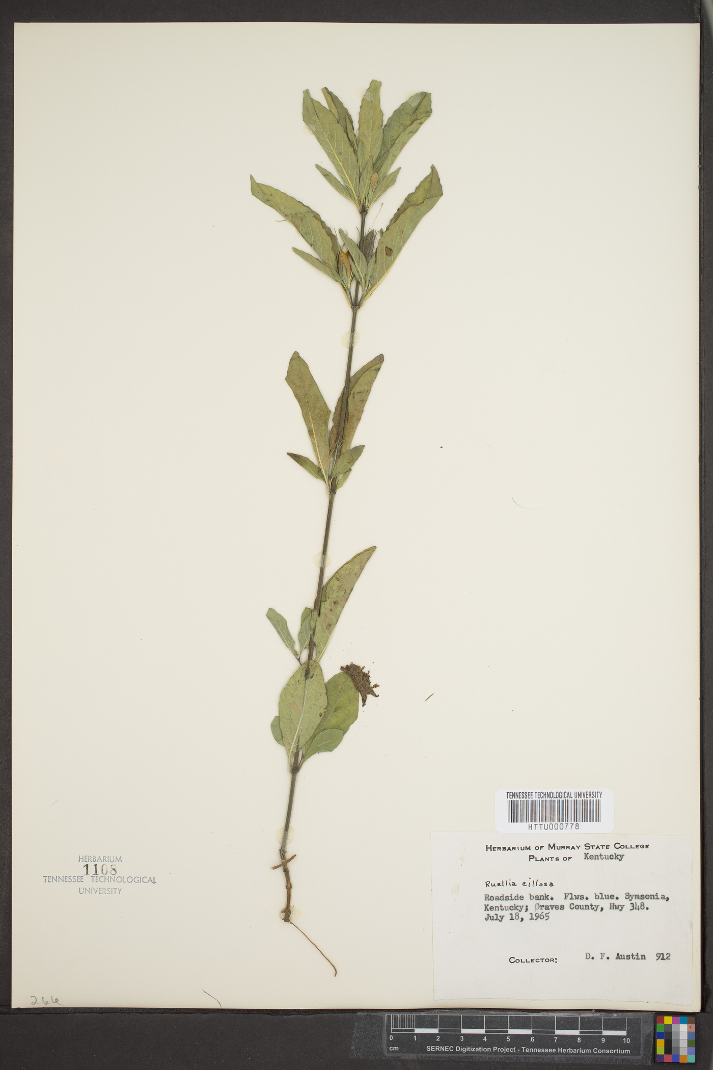 Ruellia caroliniensis subsp. ciliosa image