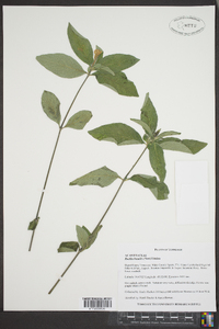 Ruellia humilis image