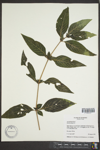 Ruellia strepens image