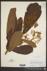 Saurauia aspera image