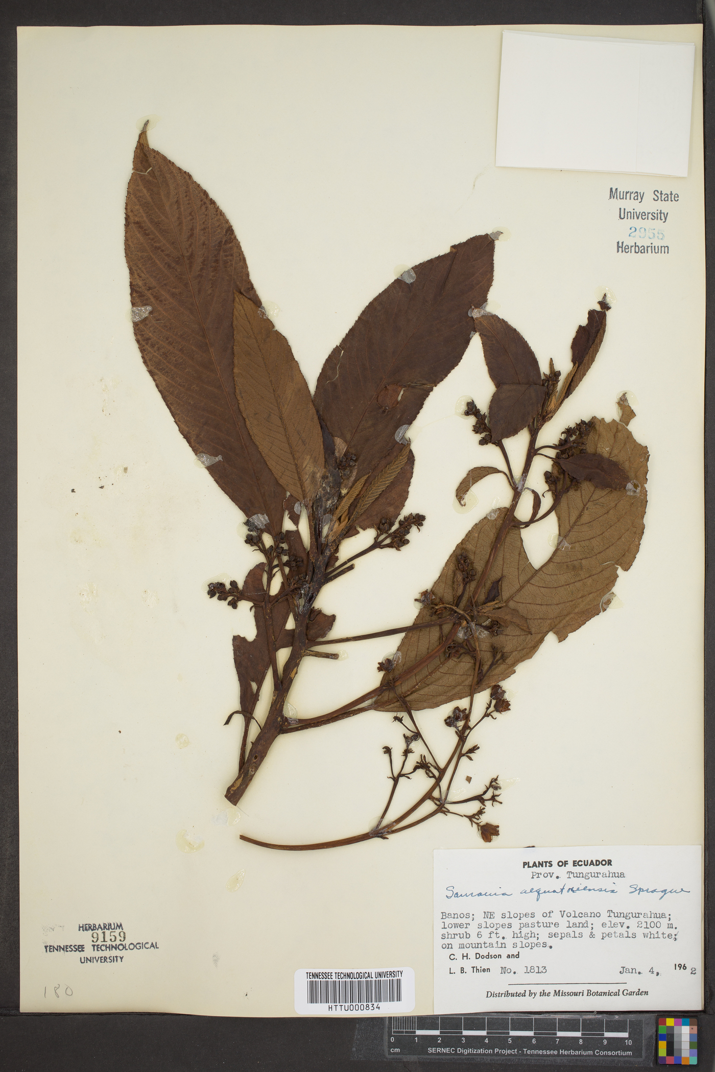 Saurauia angustifolia image