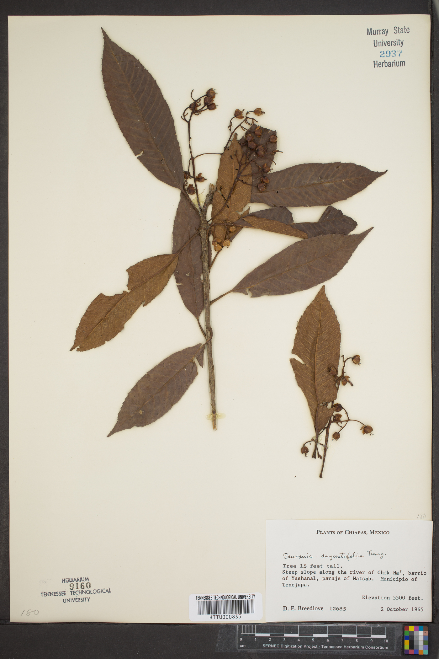 Saurauia angustifolia image