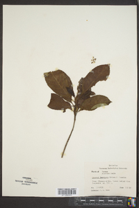 Saurauia laevigata image