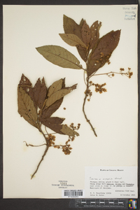 Saurauia oreophila image