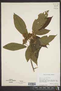 Saurauia oreophila image