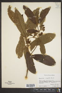 Saurauia oreophila image