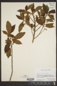 Saurauia oreophila image