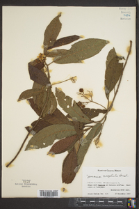 Saurauia oreophila image