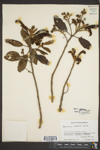 Saurauia oreophila image