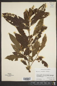 Saurauia oreophila image