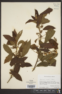 Saurauia oreophila image