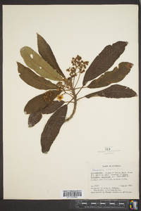 Saurauia oreophila image