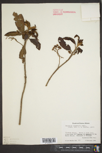 Saurauia oreophila image