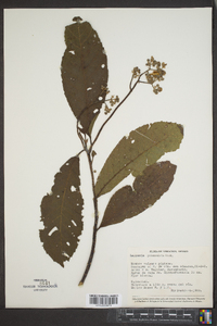 Saurauia pedunculata image