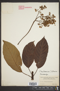 Saurauia pedunculata image