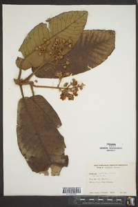 Saurauia scabrida image