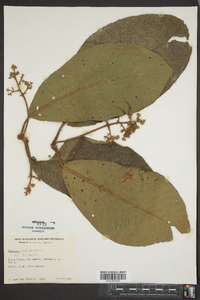 Saurauia scabrida image