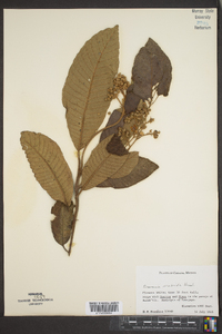 Saurauia scabrida image