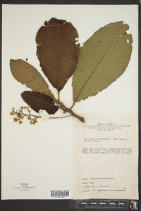 Saurauia scabrida image