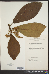 Saurauia villosa image