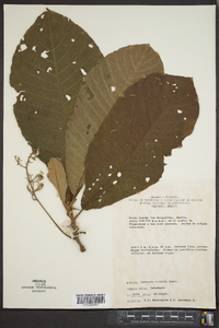 Saurauia scabrida image