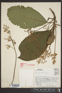 Saurauia scabrida image