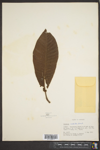 Saurauia scabrida image