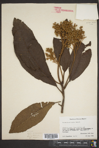 Saurauia scabrida image