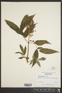 Sambucus racemosa subsp. racemosa image