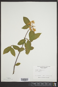 Viburnum cassinoides image