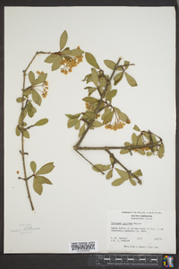 Viburnum obovatum image