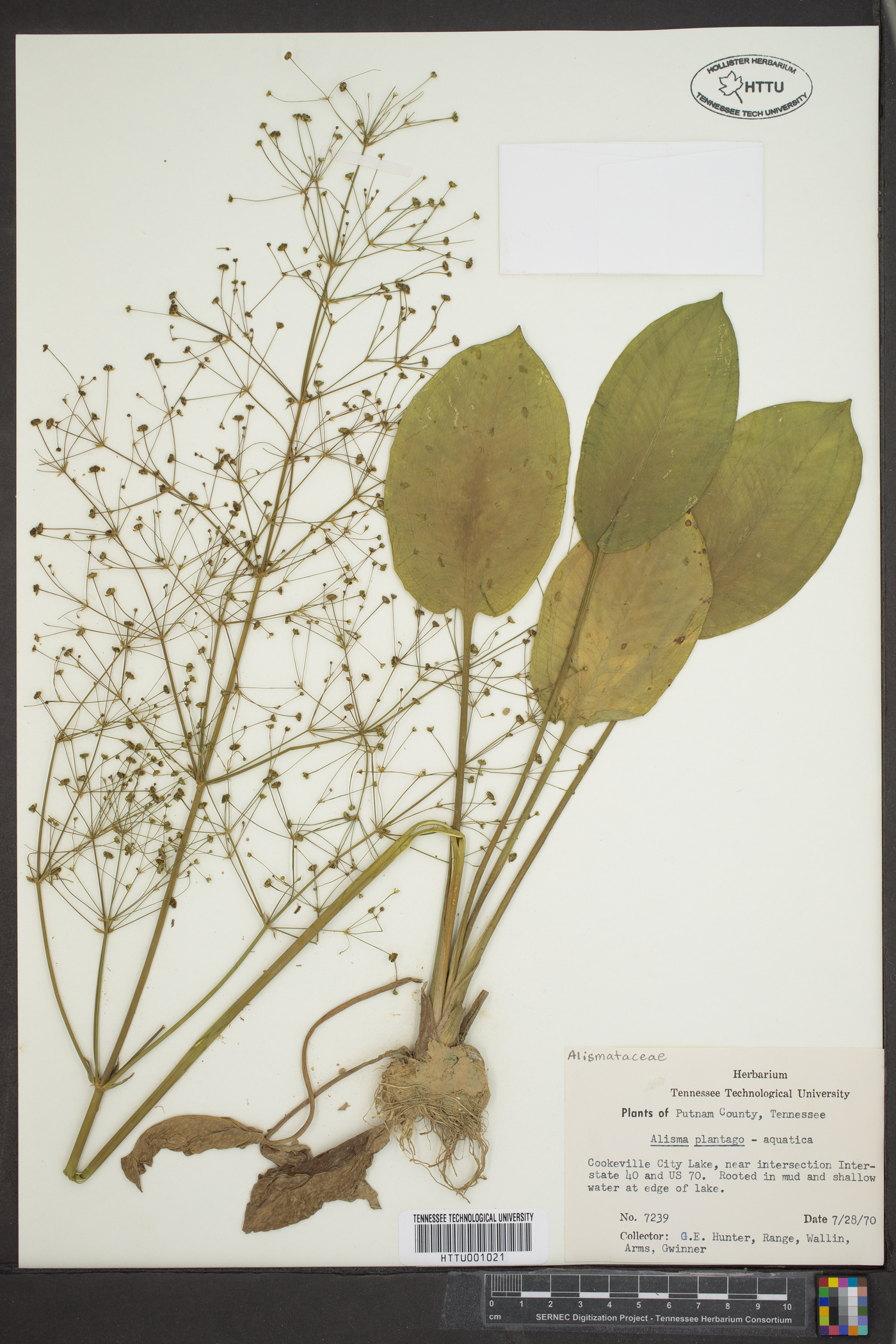 Alisma plantago-aquatica image