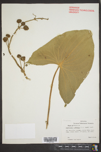 Sagittaria australis image