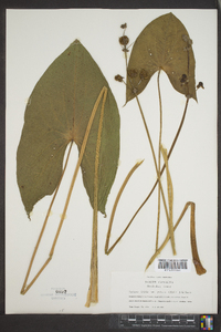 Sagittaria lancifolia image