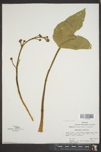 Sagittaria lancifolia image