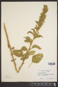 Amaranthus hybridus image