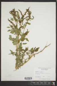 Amaranthus viridis image