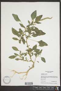 Amaranthus spinosus image