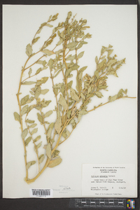 Atriplex arenaria image