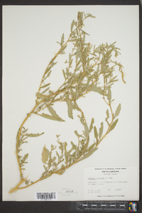 Atriplex arenaria image