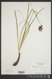 Allium cernuum image