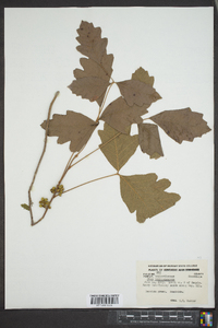 Toxicodendron pubescens image