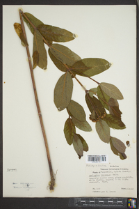 Asclepias perennis image